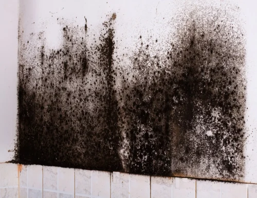 Black Mold